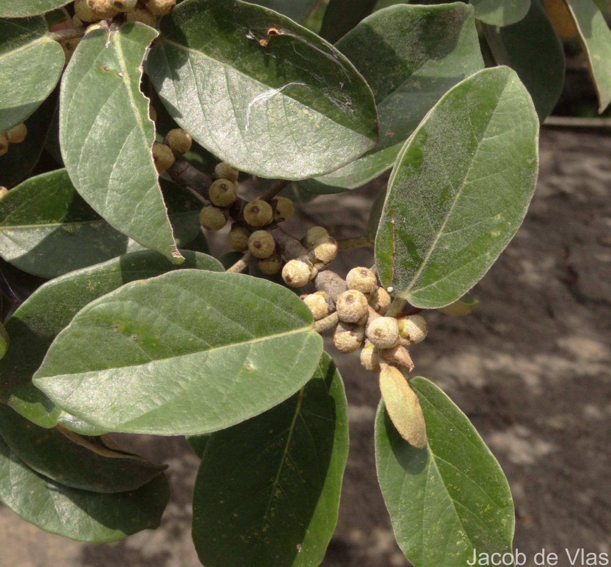 Ficus mollis Vahl